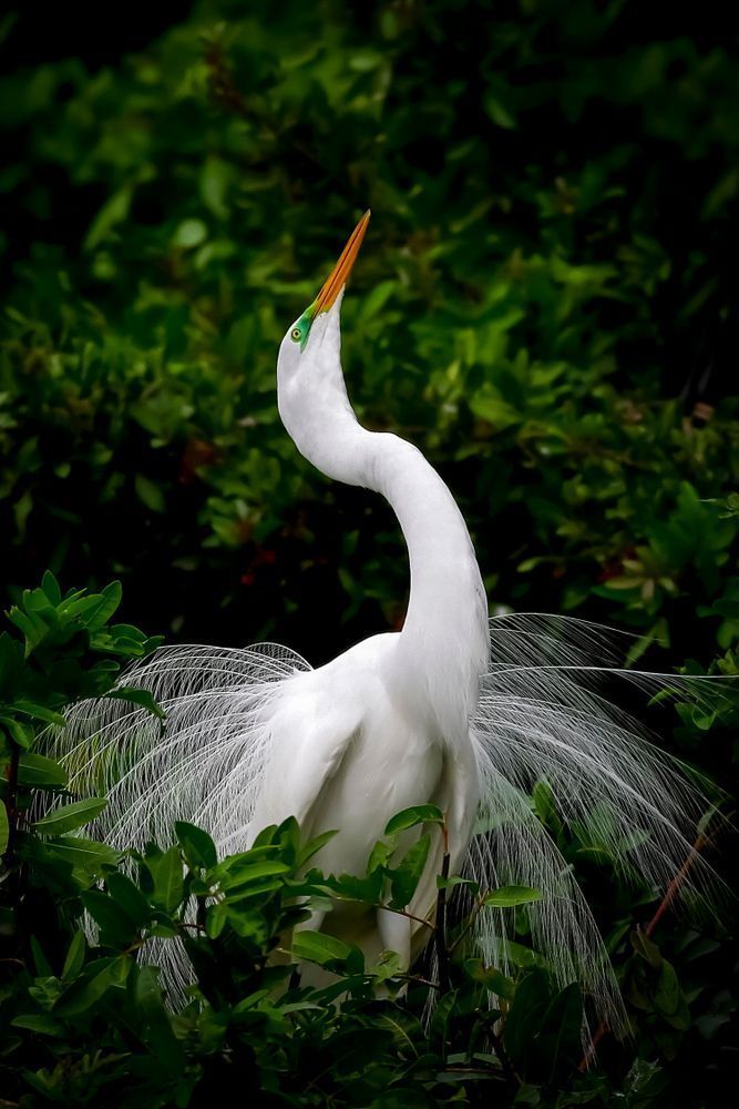 Great Egrets Birds | Pictures | Photos | Florida 