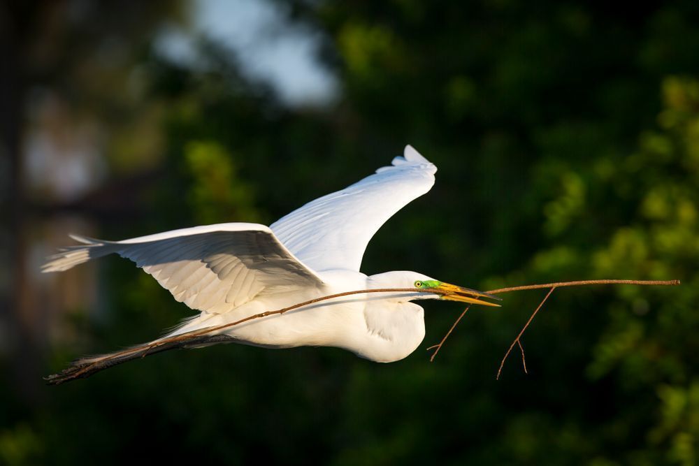 Great Egrets Birds | Pictures | Photos | Florida 