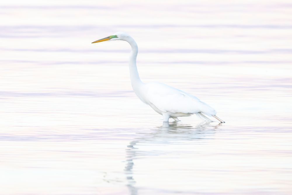 GREAT EGRET 31