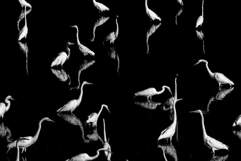 Great Egrets Birds | Pictures | Photos | Florida 