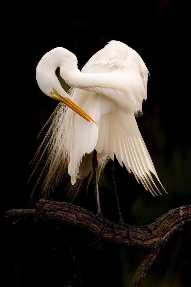 Great Egrets Birds | Pictures | Photos | Florida 