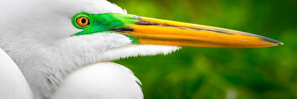 Great Egrets Birds | Pictures | Photos | Florida 
