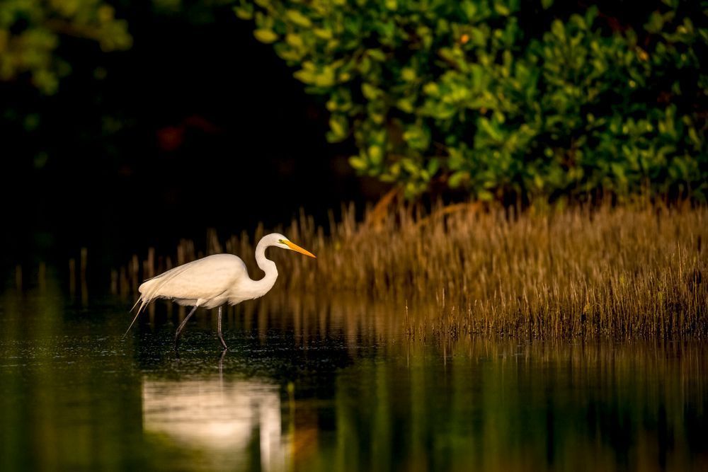 Great Egrets Birds | Pictures | Photos | Florida 