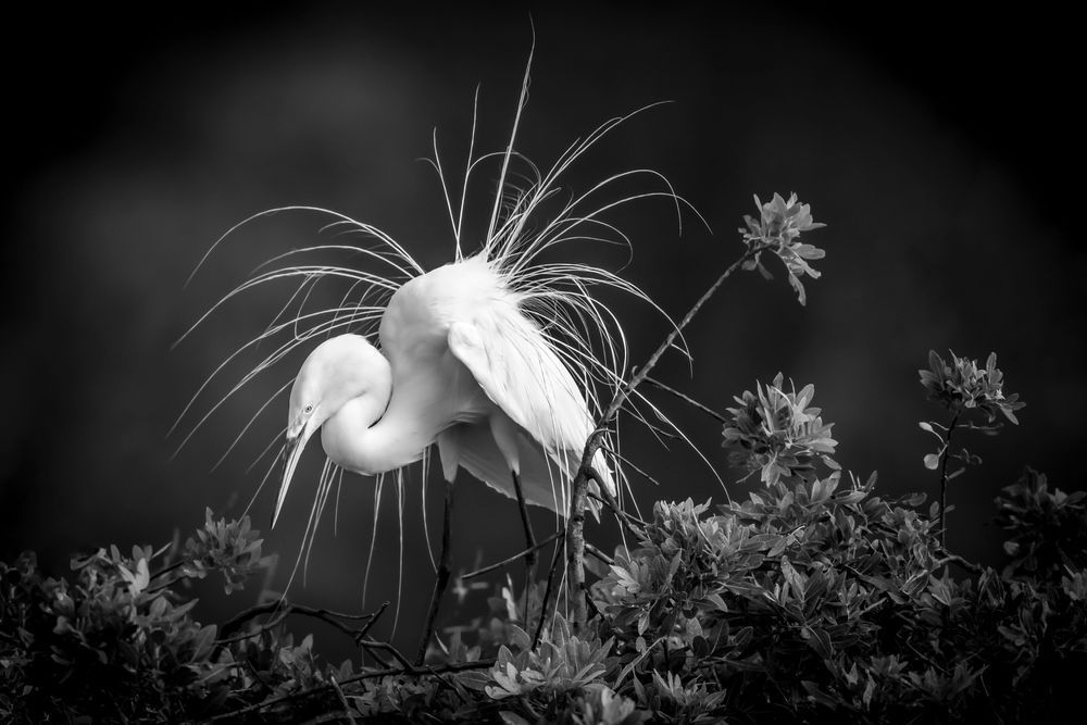 GREAT EGRET 22
