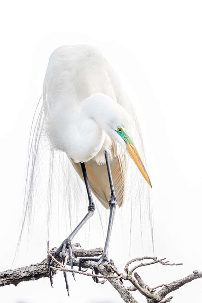 Great Egrets Birds | Pictures | Photos | Florida 