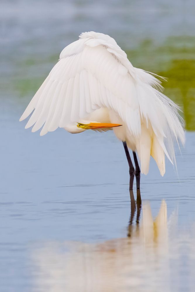 Great Egrets Birds | Pictures | Photos | Florida 