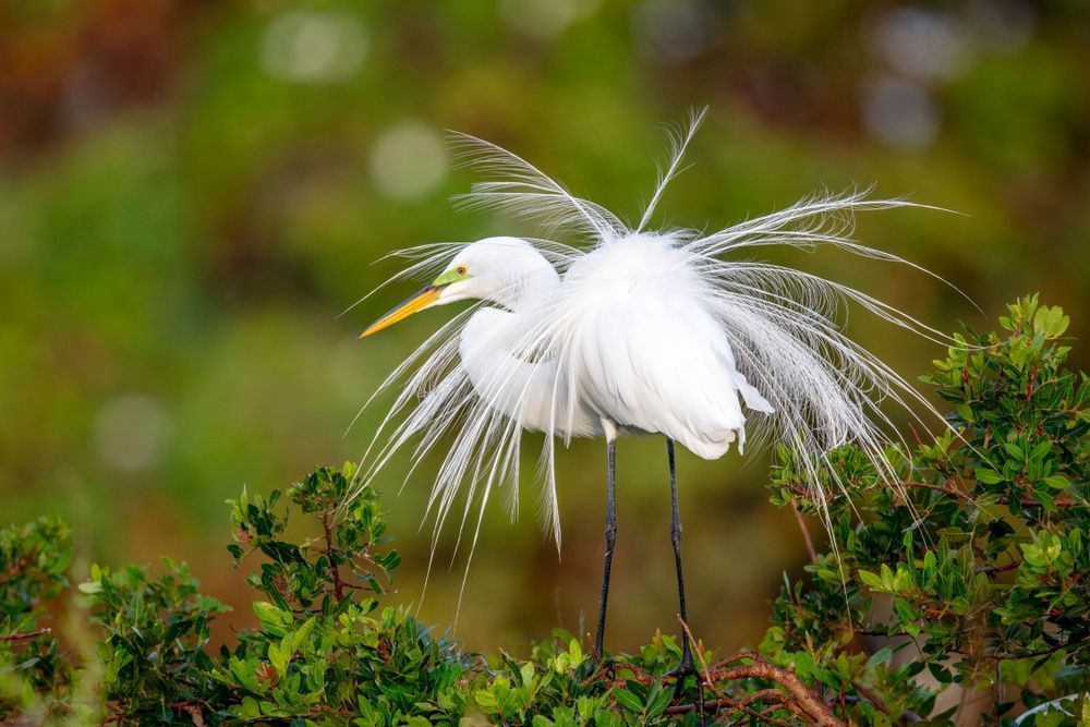 GREAT EGRET 25