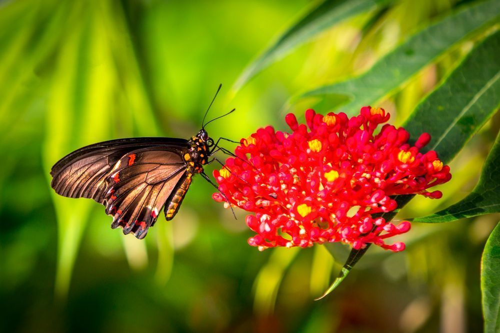 Butterfly | Wall Art |Images |Photos |Pictures |Pics |Wallpapers