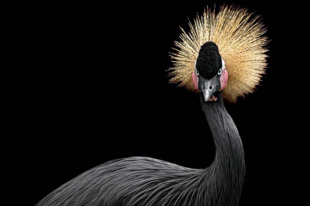 Grey Crowned Crane 2 Photography Art | Dennis Goodman Photography, Inc.