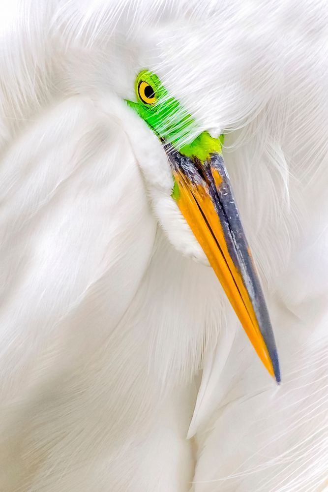 Great Egrets Birds | Pictures | Photos | Florida 