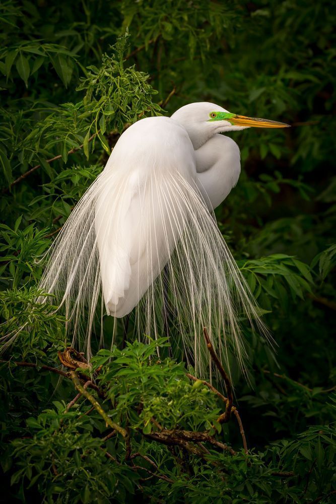 Great Egret
