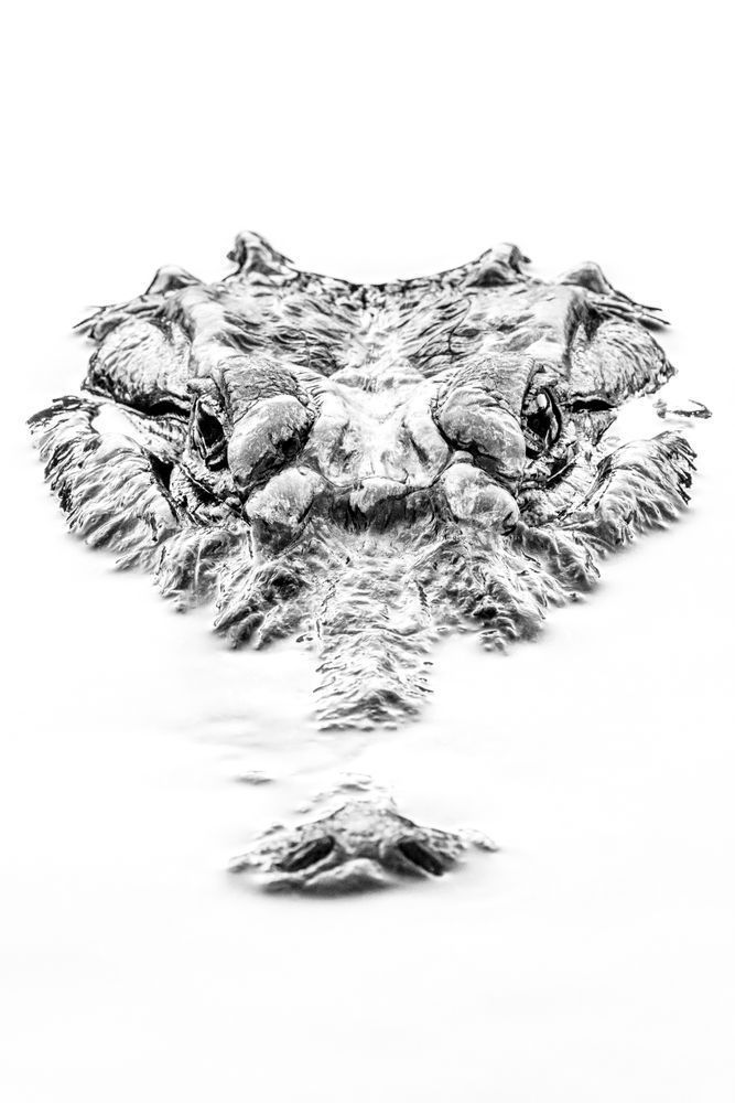 Alligator | Photos | Pictures| Pics| Images |Wall Art |Wallpapers