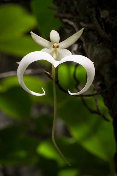 Ghost Orchids Flower | Pictures | Images | Florida | Care