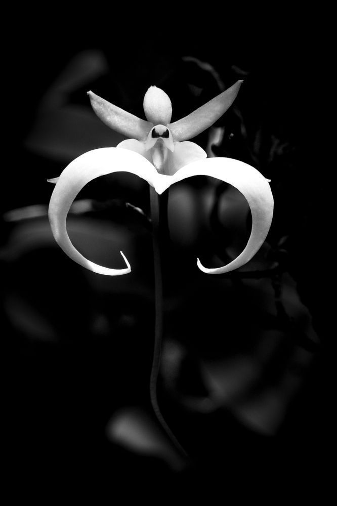 Ghost Orchids Flower | Pictures | Images | Florida | Care