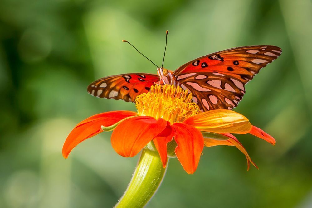 Butterfly | Wall Art |Images |Photos |Pictures |Pics |Wallpapers