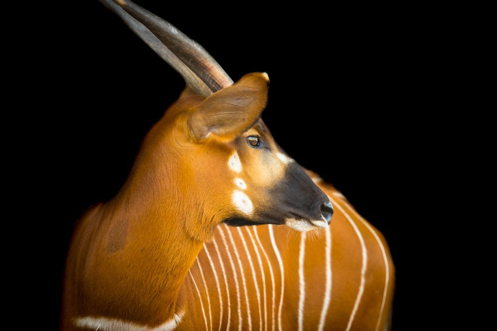 Bongo Animal | Pictures | Dennis Goodman Photography