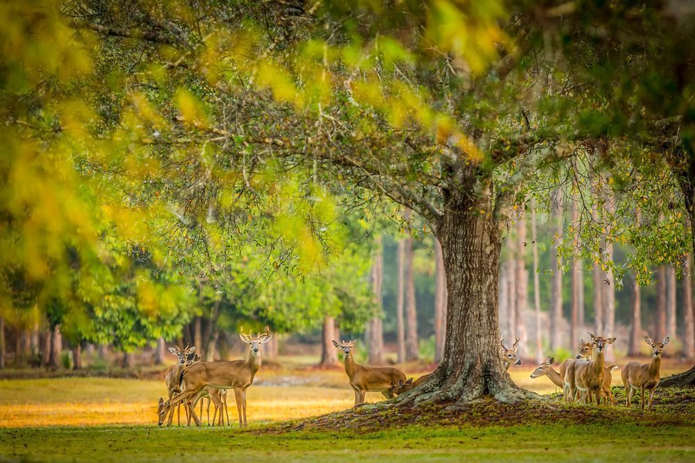 Deer Photos | Images | Pics | Wall Art | Wallpapers | Photography