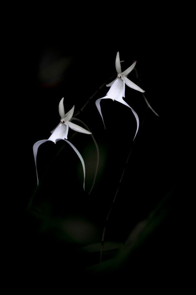 Ghost Orchids Flower | Pictures | Images | Florida | Care