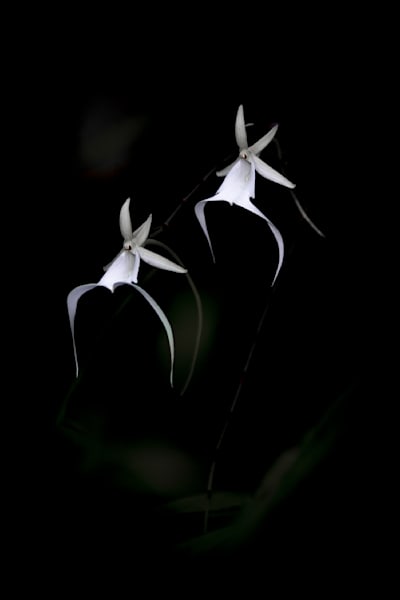 Ghost Orchids Flower | Pictures | Images | Florida | Care