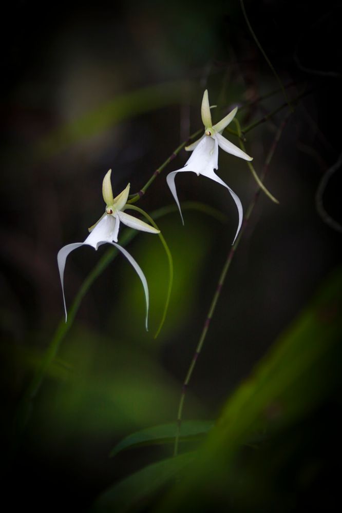 Ghost Orchids Flower | Pictures | Images | Florida | Care