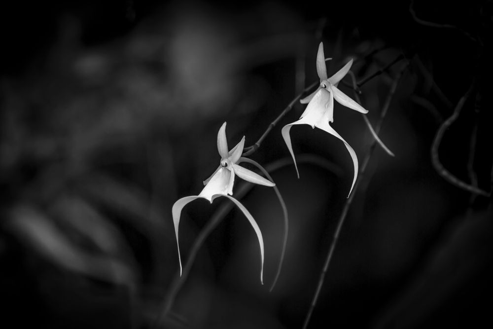Ghost Orchids Flower | Pictures | Images | Florida | Care