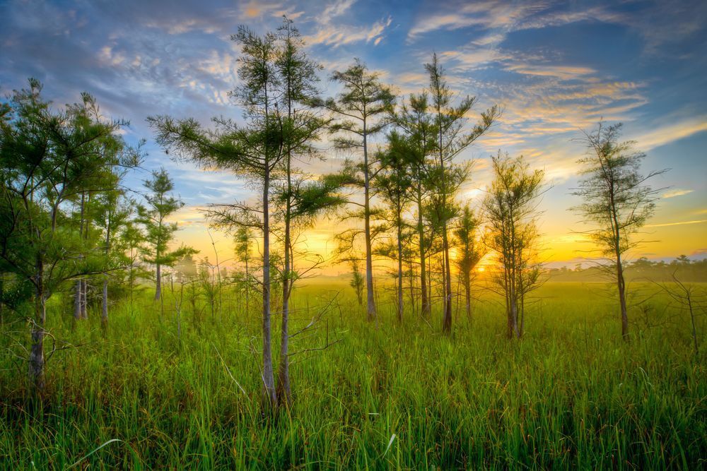 The Everglades National Park | Photos | Images | Pics | Art