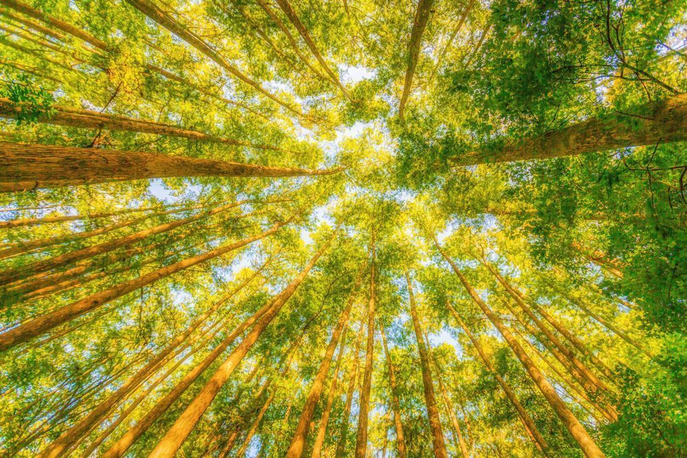 Highlands Hammock State Park