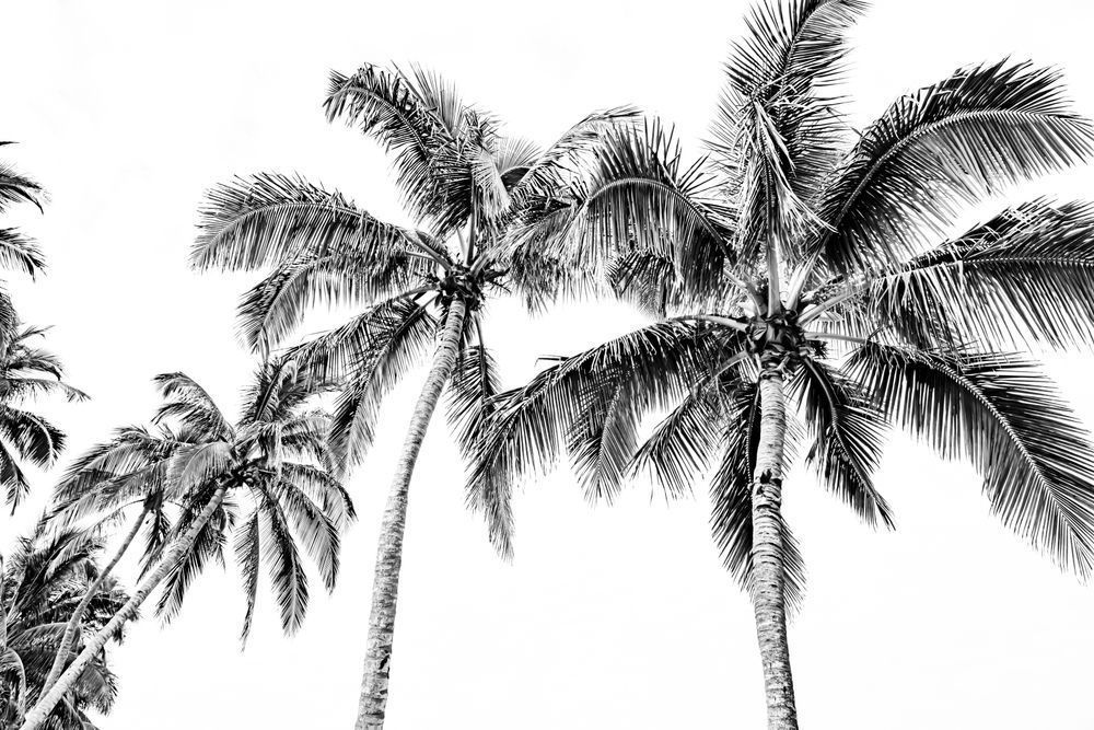 Palm Trees | Art | Images | Photos | Wallpaper | Wall Art