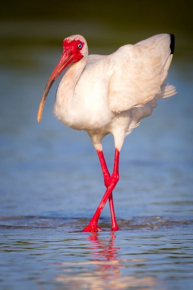 Ibis Birds Images | Pics | Dennis Goodman Photography