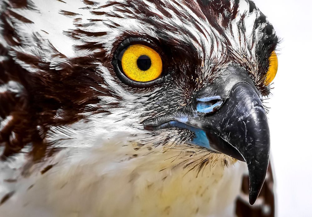 Osprey Bird Photos | Pictures | Pics | Art | Images