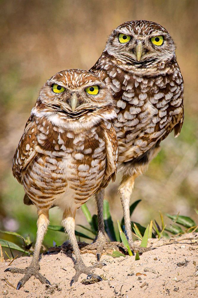 Burrowing Owls Photos | Pictures | Pics | Images 