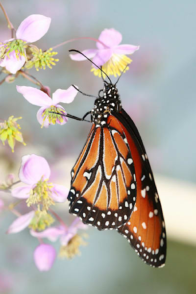 Butterfly | Wall Art |Images |Photos |Pictures |Pics |Wallpapers