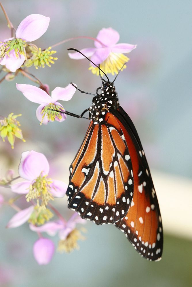 Butterfly | Wall Art |Images |Photos |Pictures |Pics |Wallpapers
