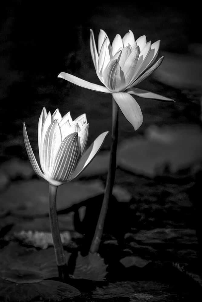 Botanical Photos | Pictures | Pics | Images | Wallpapers |  Wall Art