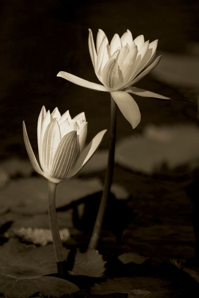 Botanical Photos | Pictures | Pics | Images | Wallpapers |  Wall Art
