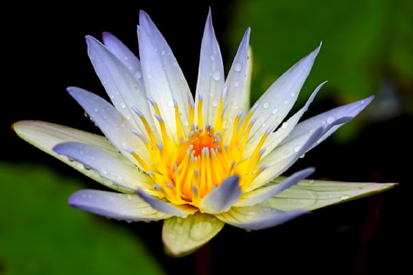 Botanical 4