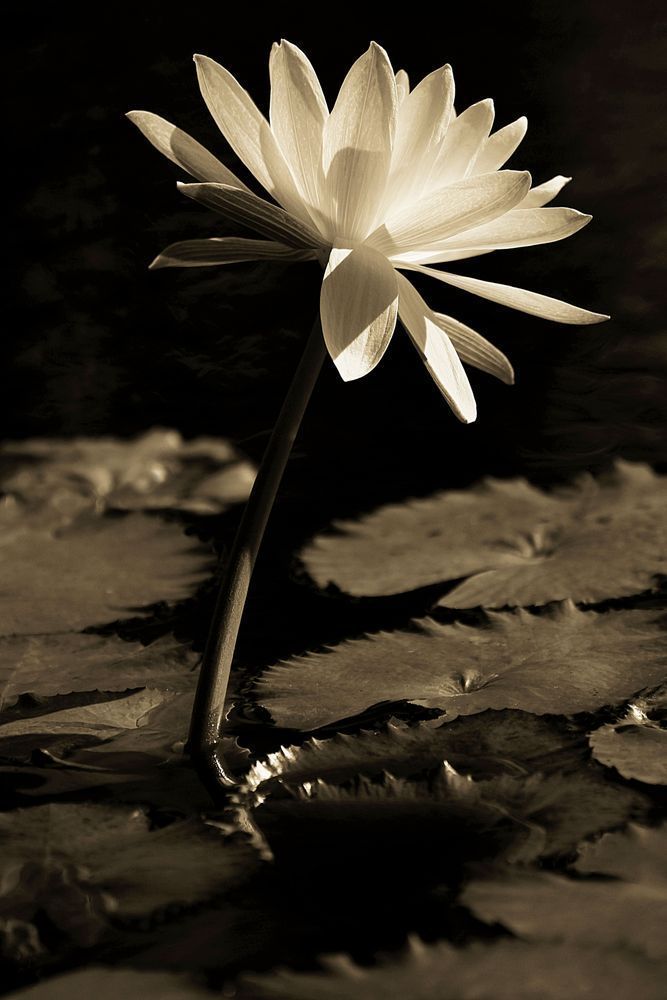 Botanical Photos | Pictures | Pics | Images | Wallpapers |  Wall Art