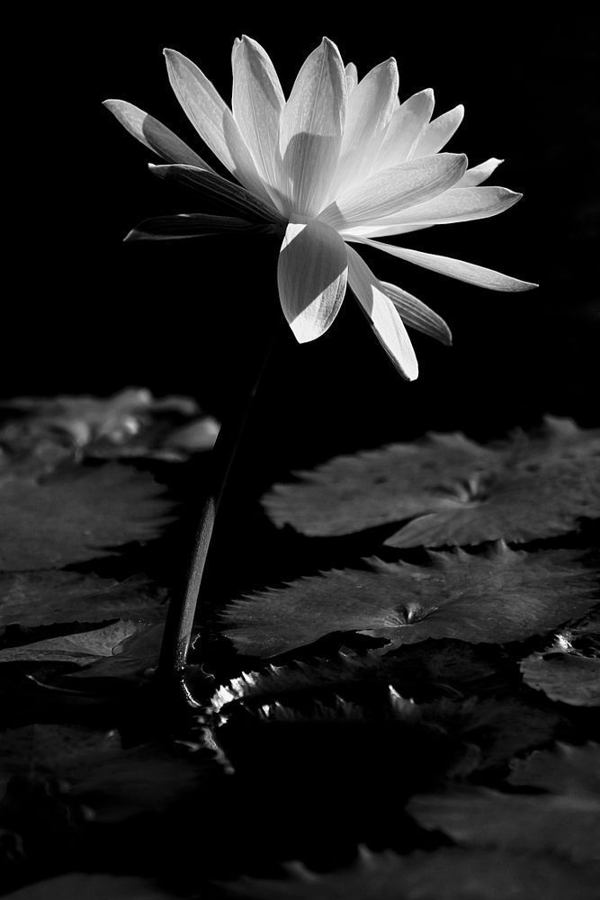 Botanical Photos | Pictures | Pics | Images | Wallpapers |  Wall Art