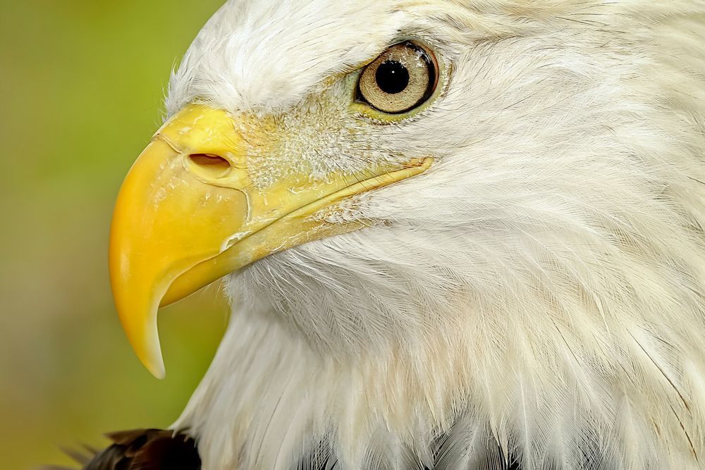 Bald Eagle Photos | Pictures | Images| Wallpapers |Pics |American