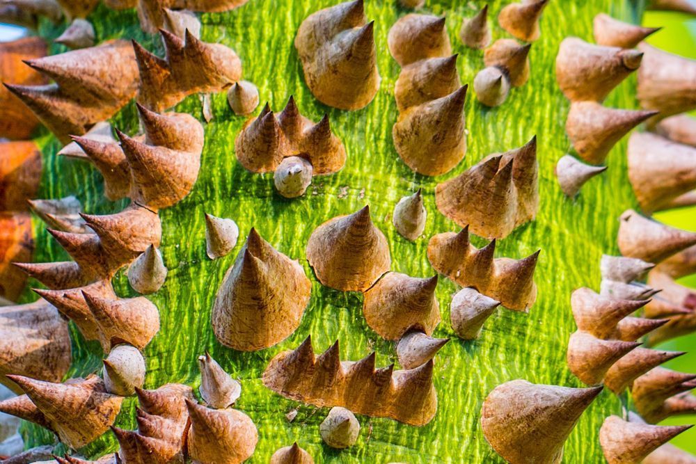 Botanical Photos | Pictures | Pics | Images | Wallpapers |  Wall Art