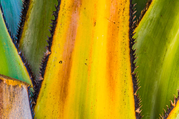 Botanical 3