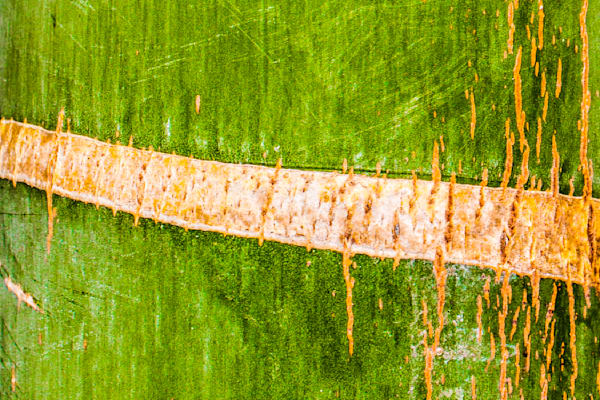 Botanical Photos | Pictures | Pics | Images | Wallpapers |  Wall Art