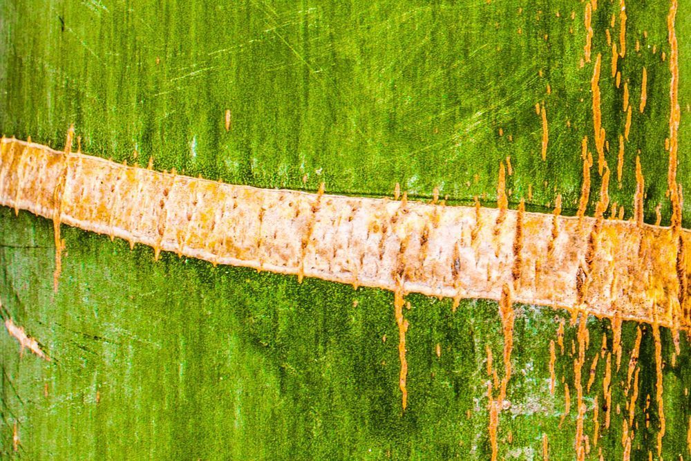 Botanical Photos | Pictures | Pics | Images | Wallpapers |  Wall Art