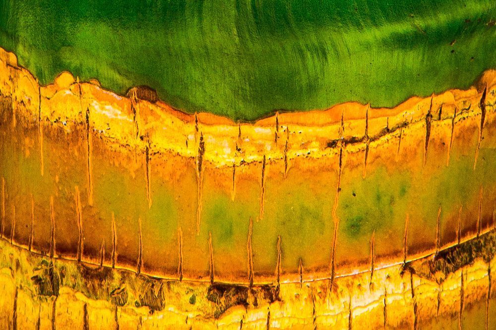 Botanical Photos | Pictures | Pics | Images | Wallpapers |  Wall Art