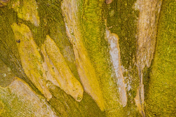 Botanical Photos | Pictures | Pics | Images | Wallpapers |  Wall Art