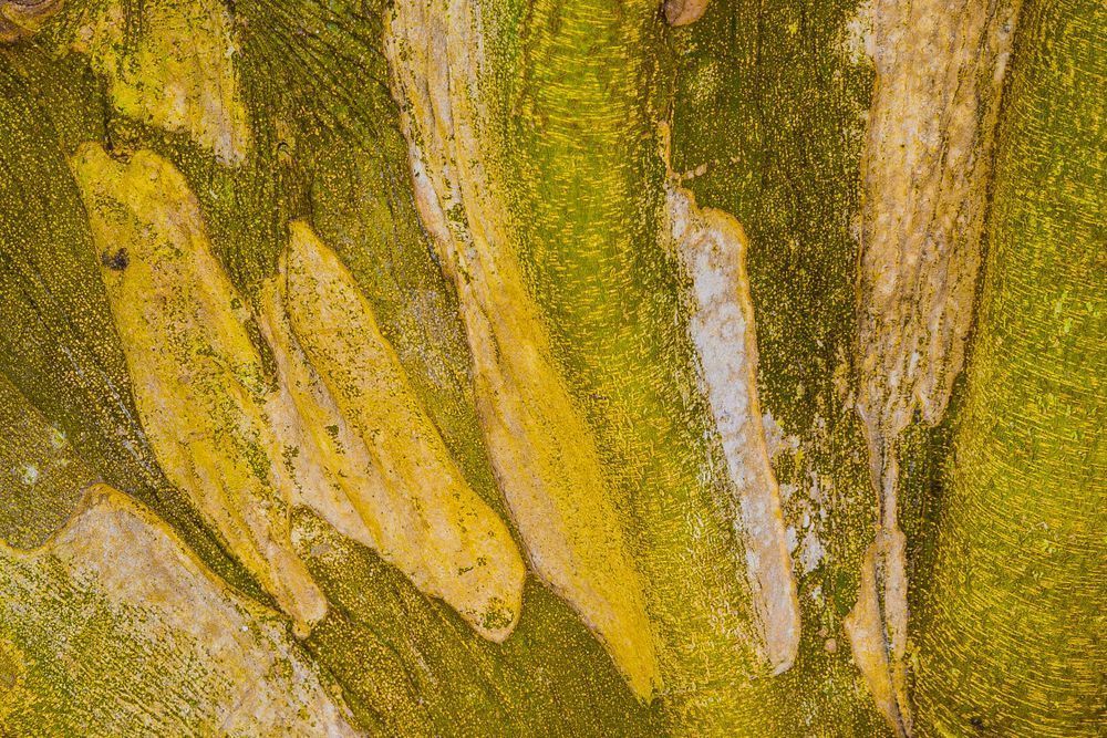 Botanical Photos | Pictures | Pics | Images | Wallpapers |  Wall Art
