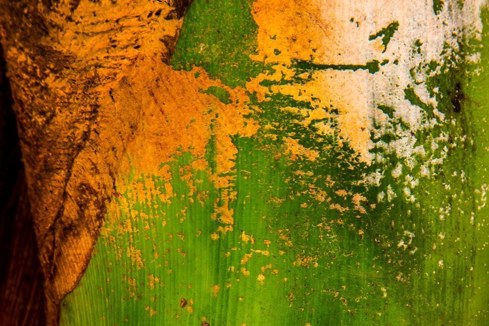 Botanical Photos | Pictures | Pics | Images | Wallpapers |  Wall Art