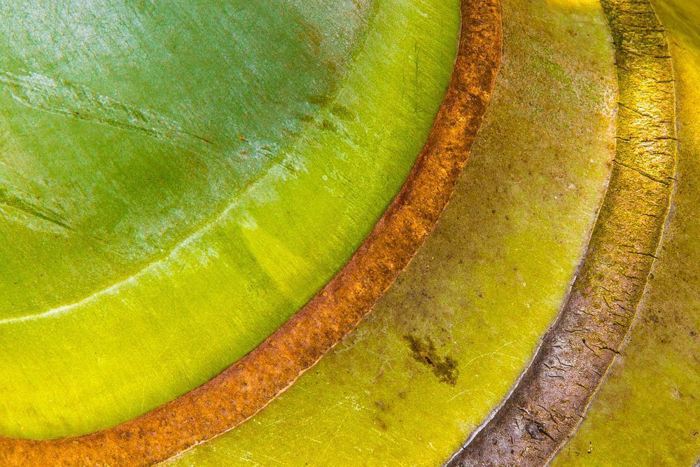 Botanical Photos | Pictures | Pics | Images | Wallpapers |  Wall Art