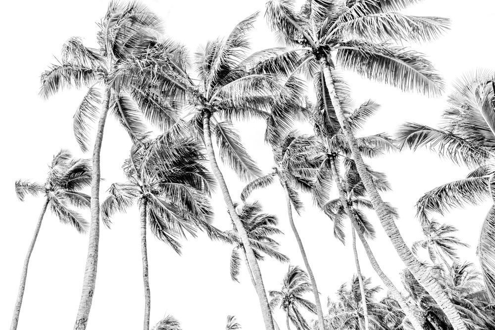 Palm Tree Images | Photos | Pics | Art 