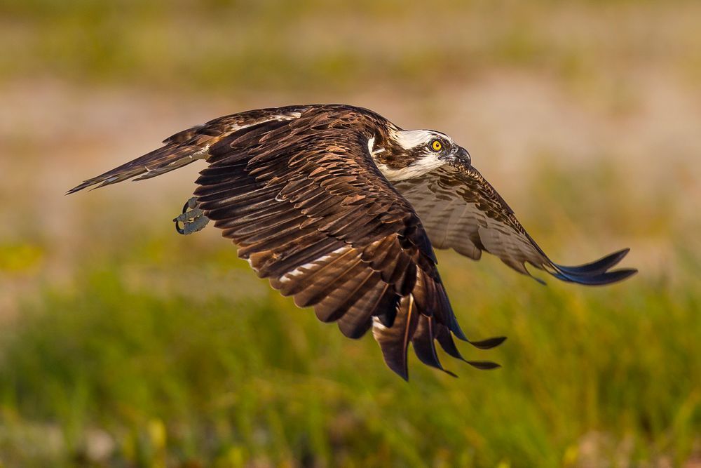 Osprey Bird Photos | Pictures | Pics | Art | Images